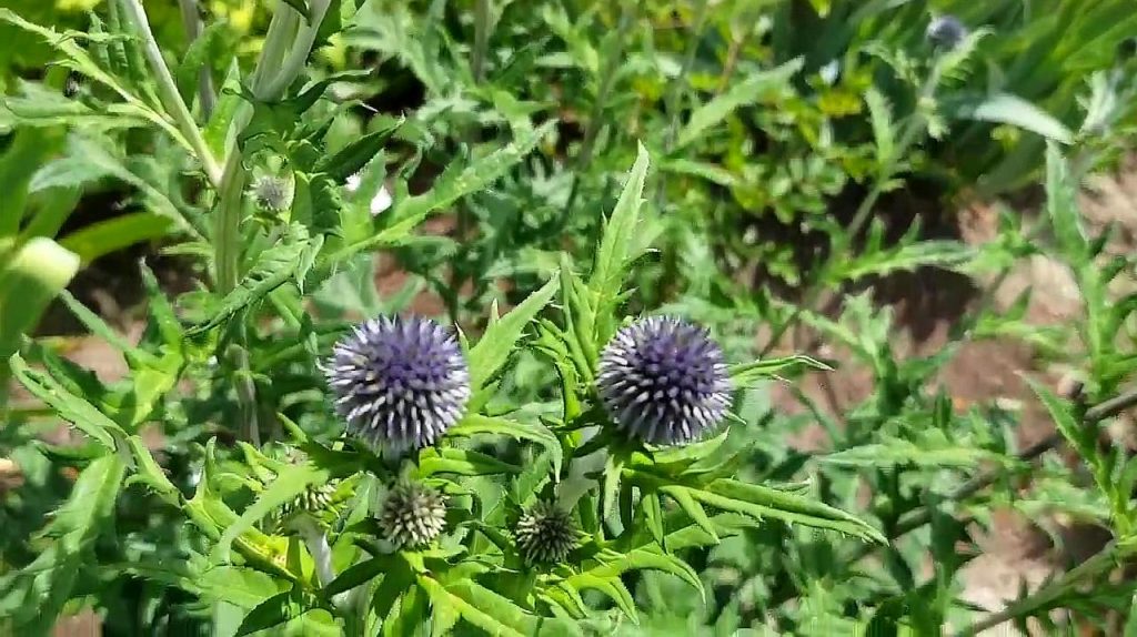 Echinops hussonii seed