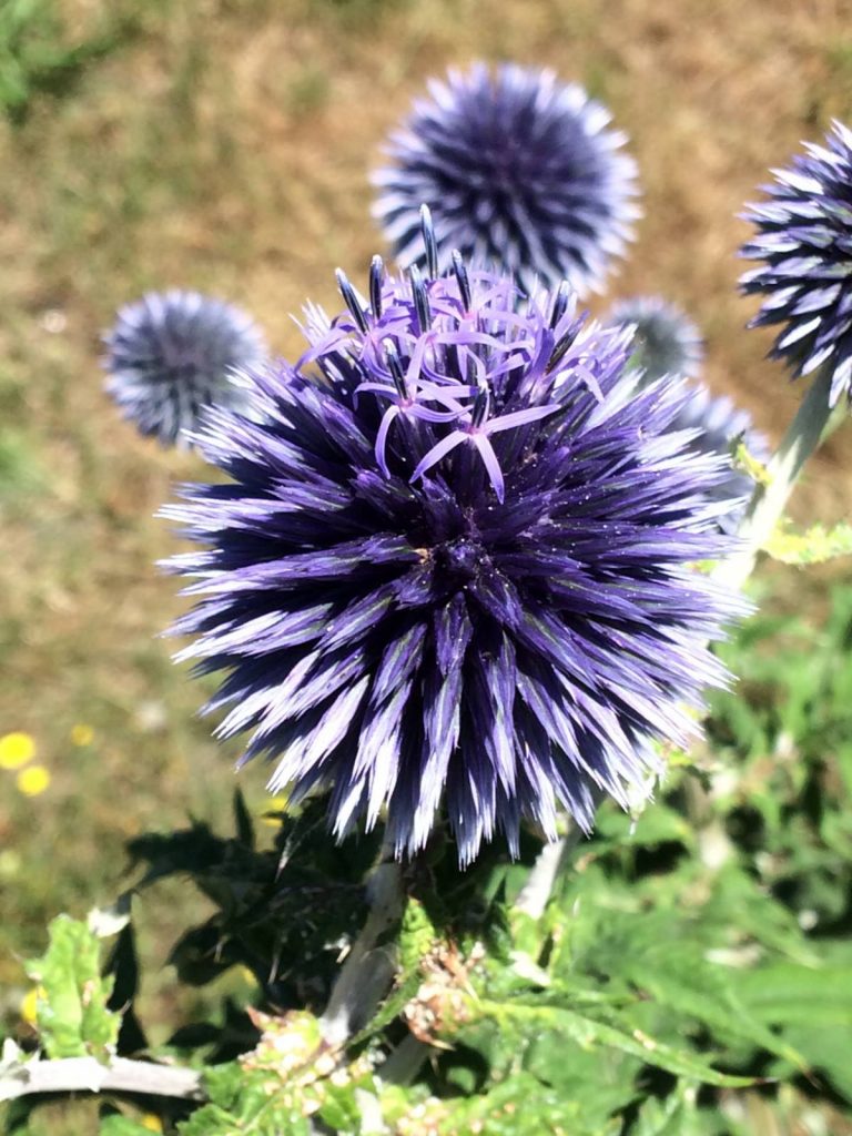 Echinops sphaerocephalus seed