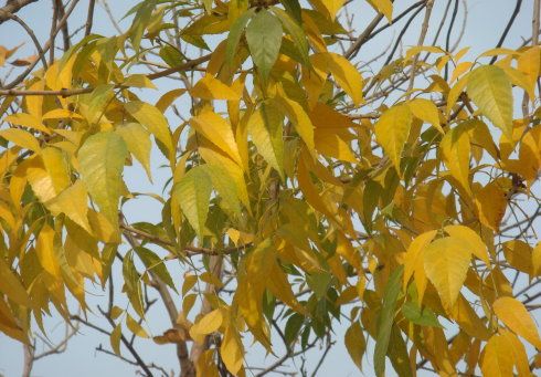 Fraxinus pennsylvanica seed