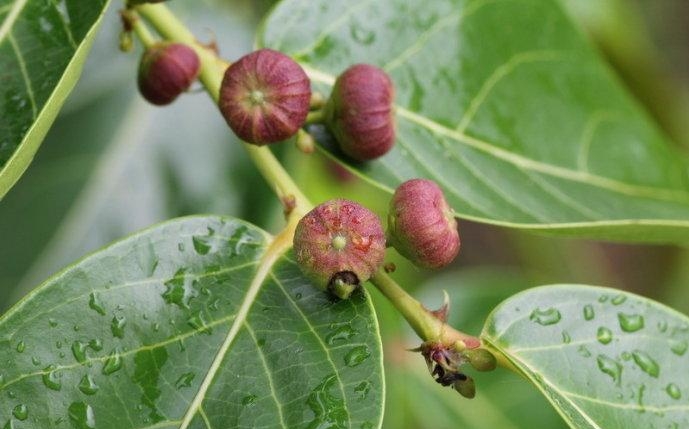 Glochidion zeylanicum seed