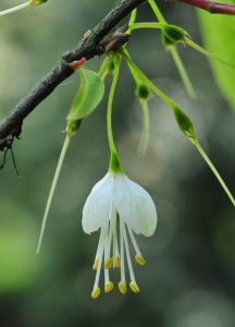 Halesia Macgregorii seed