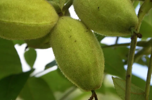 Juglans cinerea seed