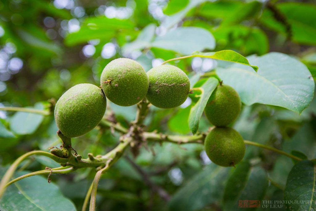 Juglans hopeiensis seed