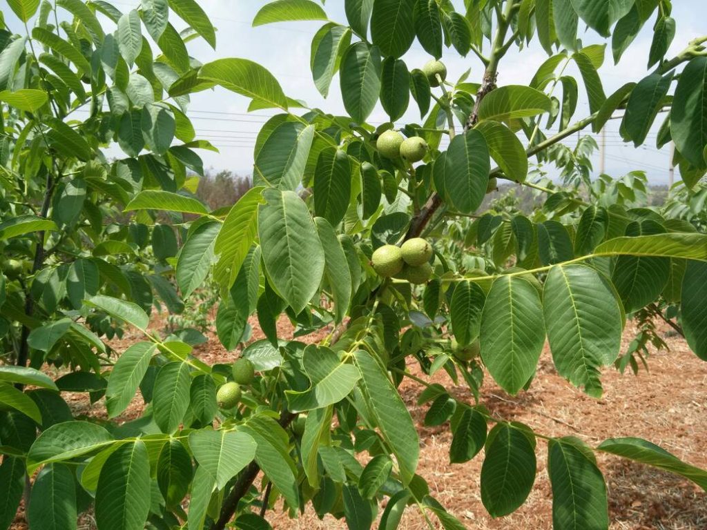 Juglans microcarpa seed