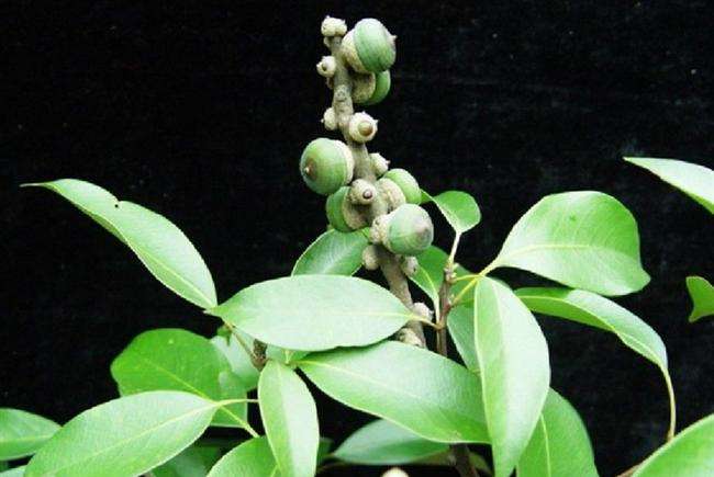 Lithocarpus polystachyus seed