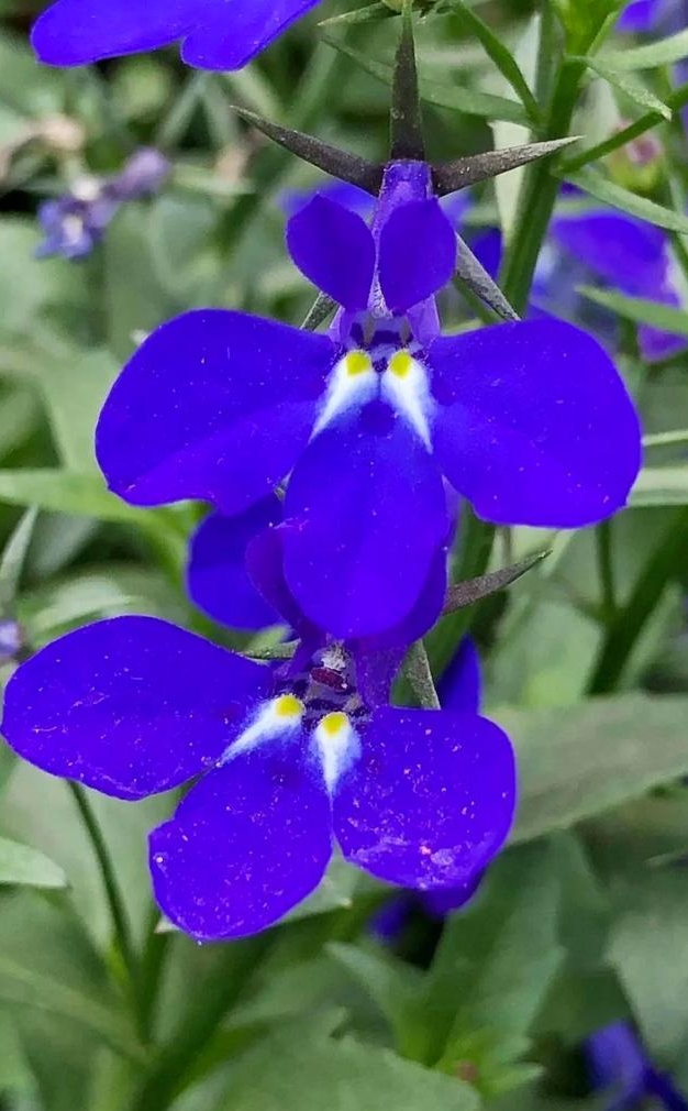 Lobelia erinus seed