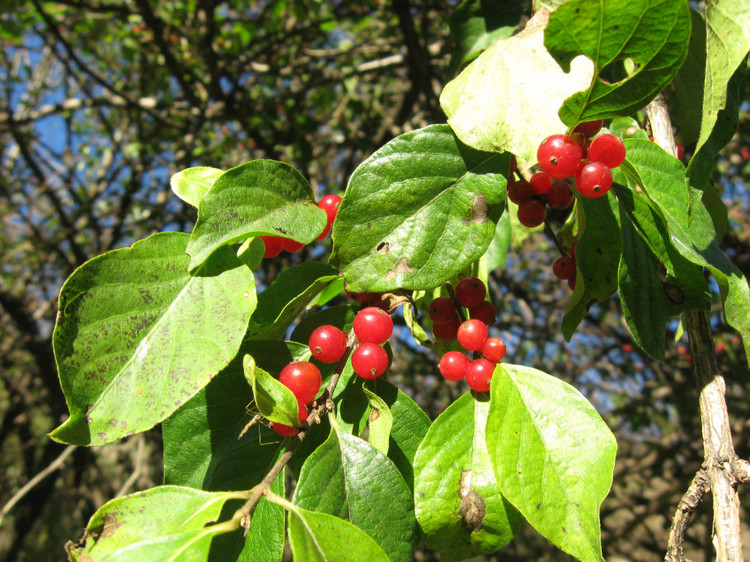 Lonicera Xylosteum seed