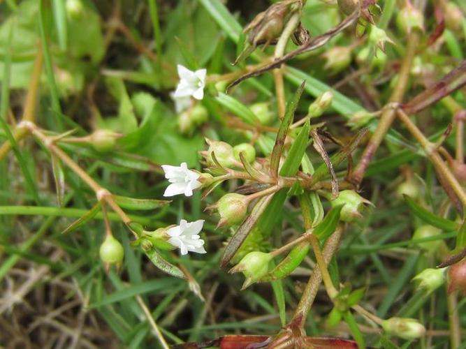 Oldenlandia herbacea seed