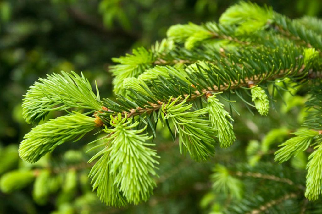 Picea breweriana seed