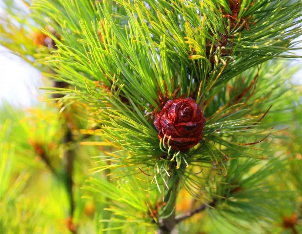 Pinus Pumilio seed