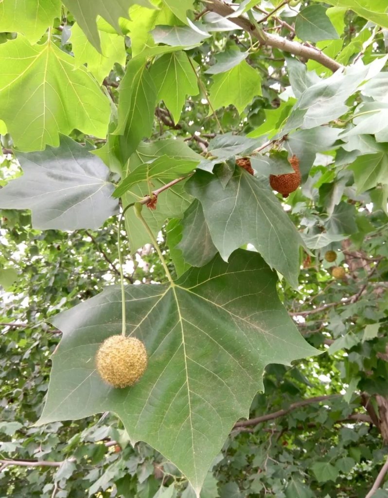 Platanus occidentalis seed