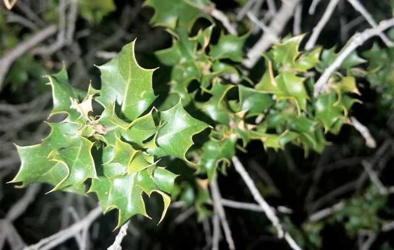 Quercus Coccifera seed(kermes oak))