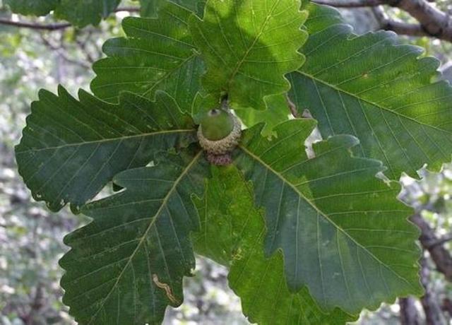 Quercus faginea seed