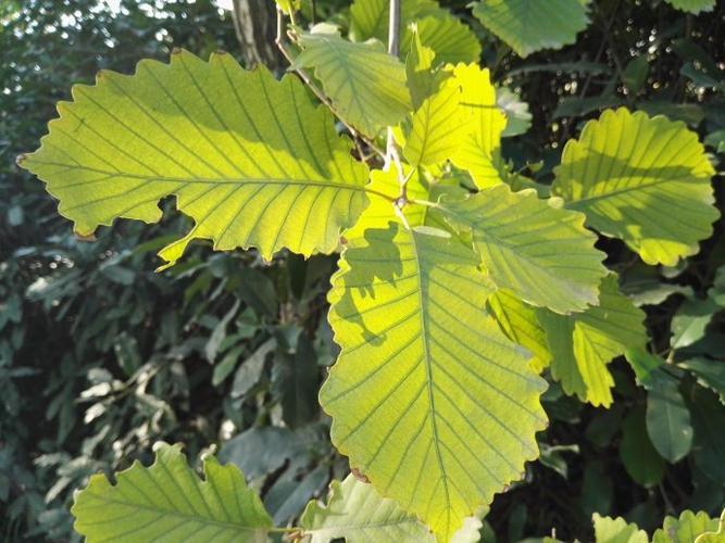 Quercus macranthera seed