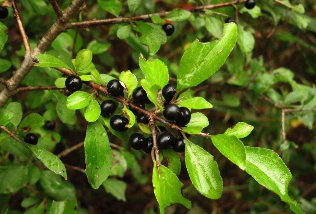 Rhamnus cathartica seed