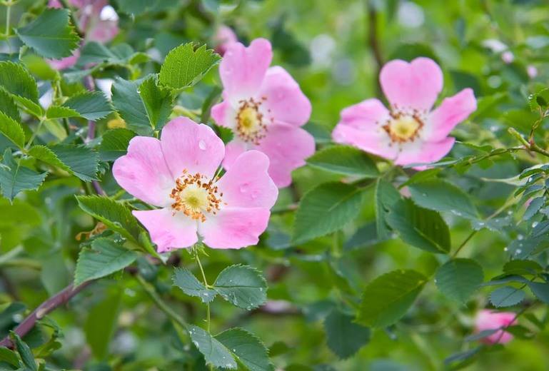 Rosa Canina seed