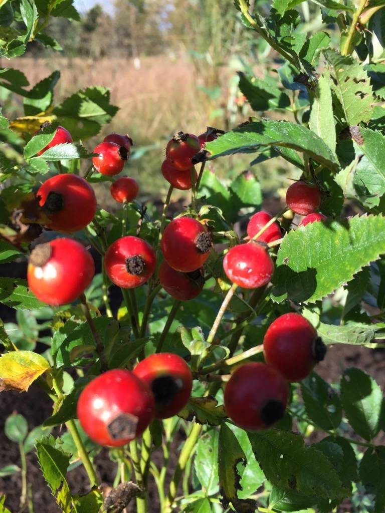 Rosa palustris seed