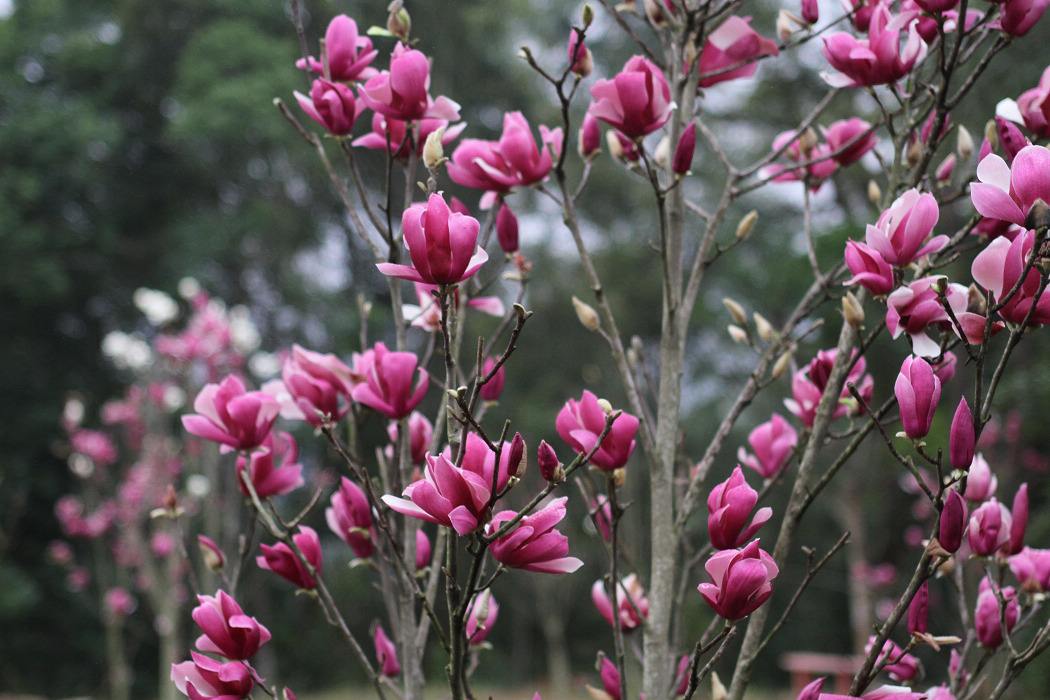 Saucer Magnolia seed Magnolia × soulangeana BELL Garden Company