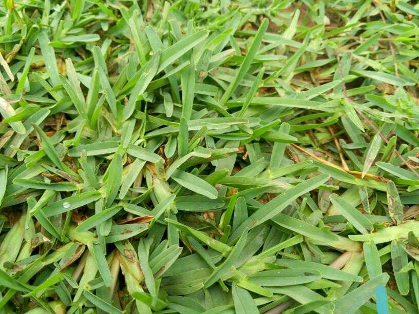 Stenotaphrum secundatum seed   Buffalo grass