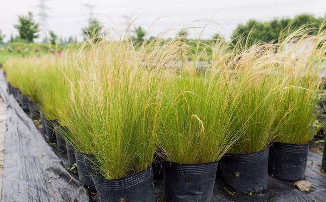 Stipa Capillata seed