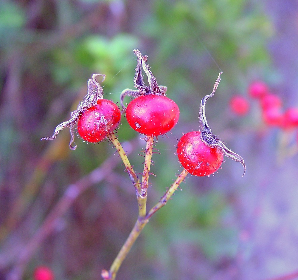 Swamp Rose seed