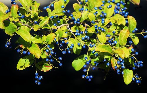 Symplocos paniculata fruit