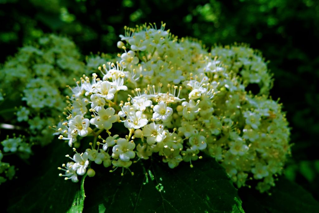 Viburnum rhytidophyllum seed