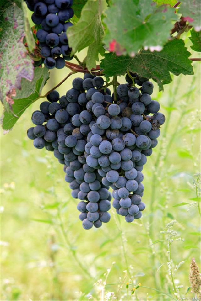 Vitis Vinifera seed grape vine