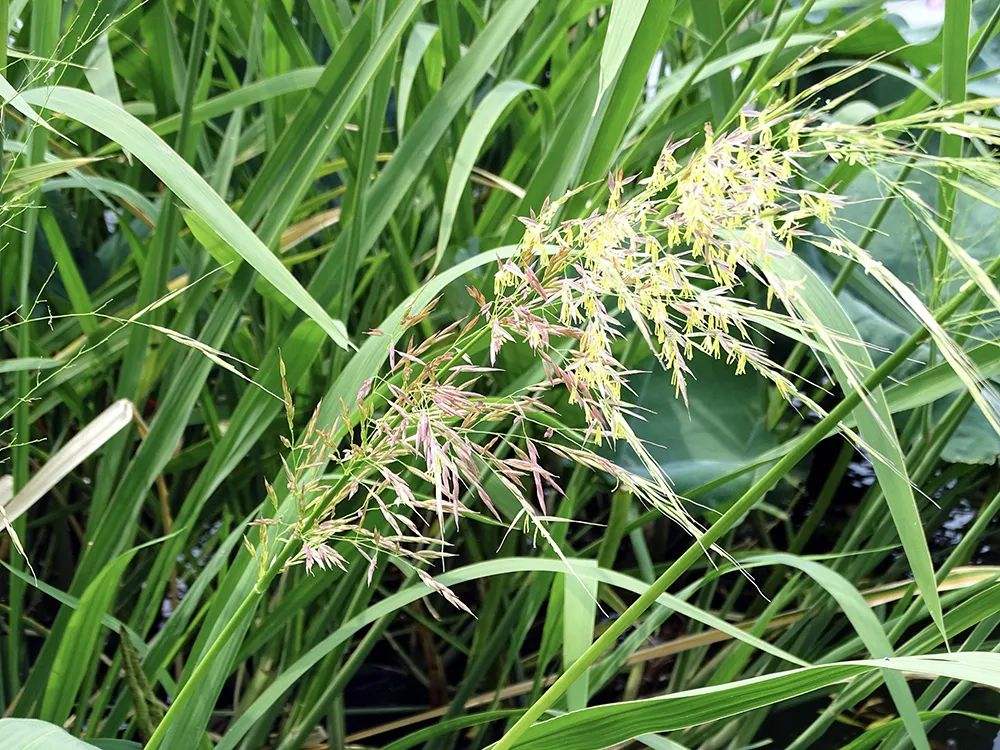 Zizania palustris seed