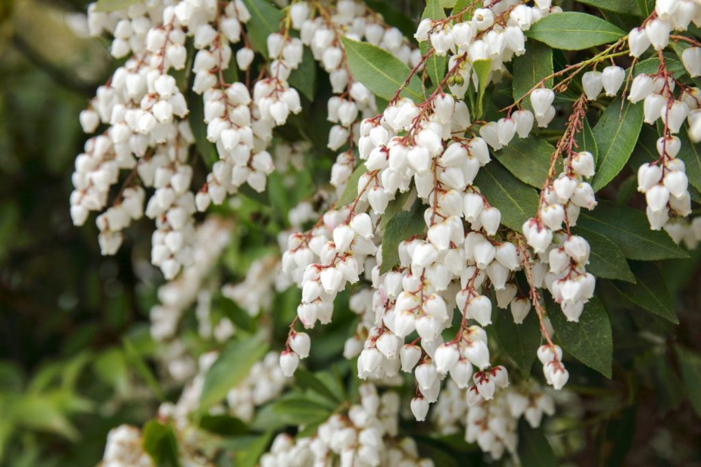 Pieris Japonica seed