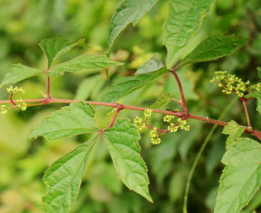 Vitis piasezkii seed