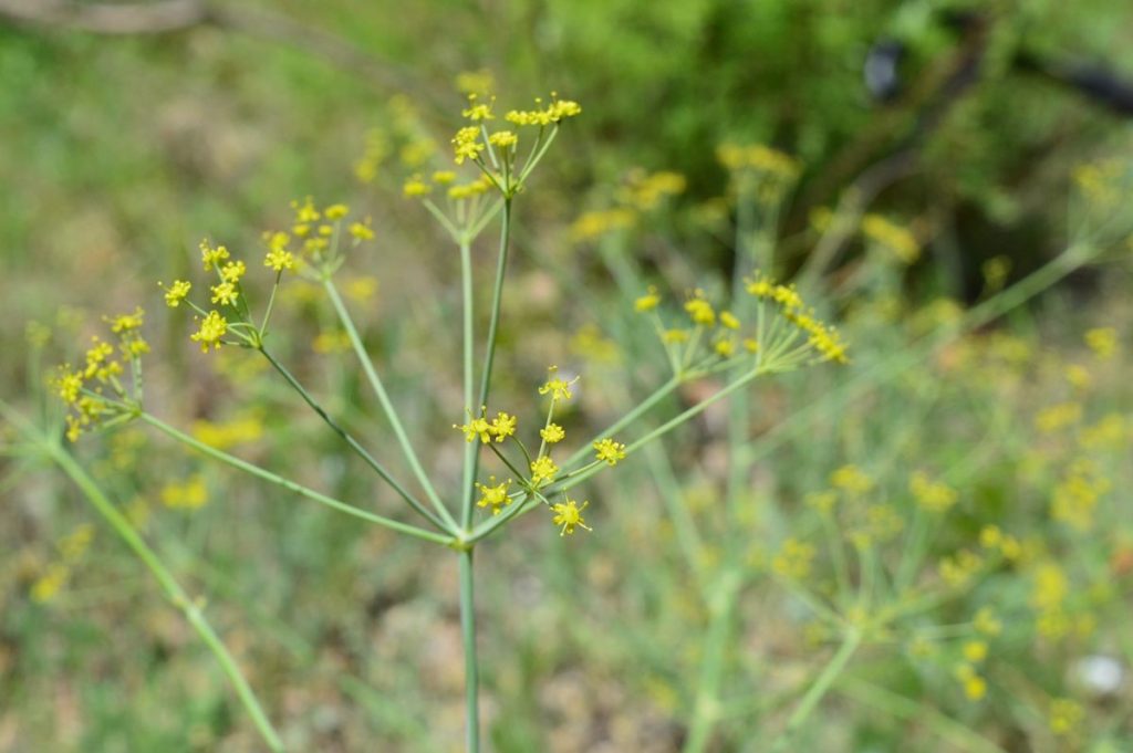 Ferula anatolica seed