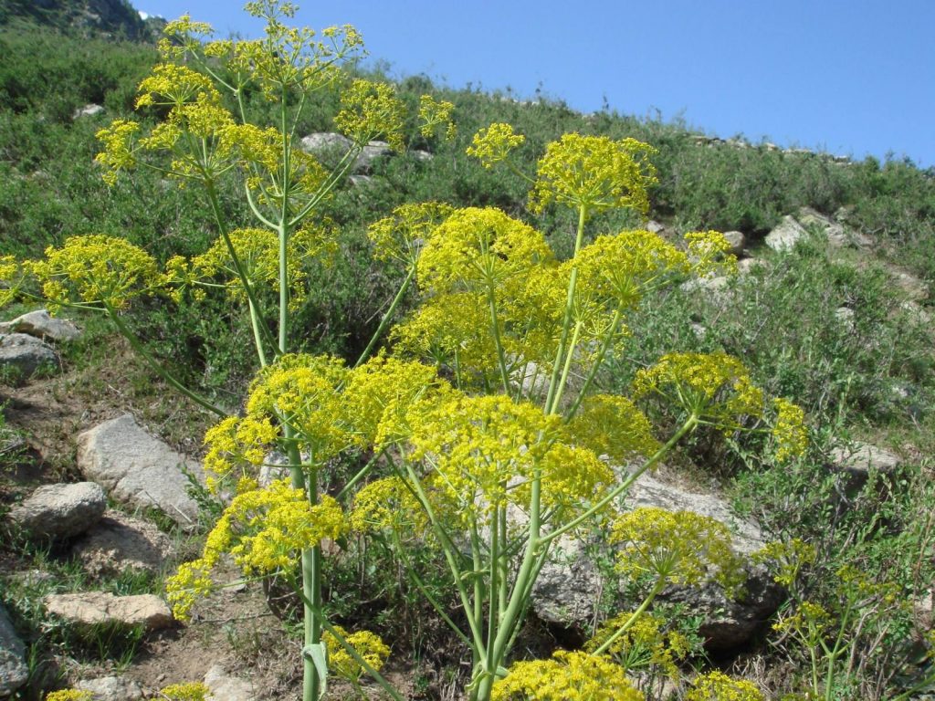 Ferula asafoetida seed