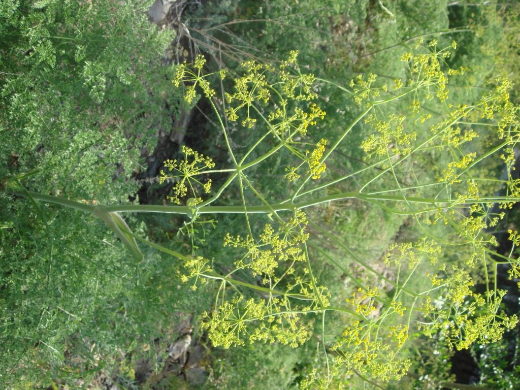 Ferula foetida seed