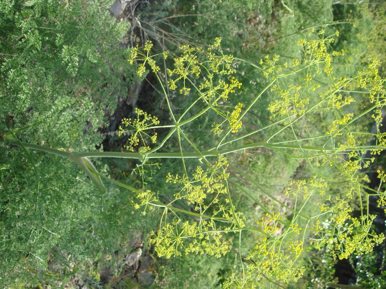 Ferula foetida seed BELL Garden Company,Wholesale Plant seeds,Alive