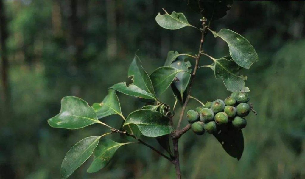 Lithocarpus litseifolius seed