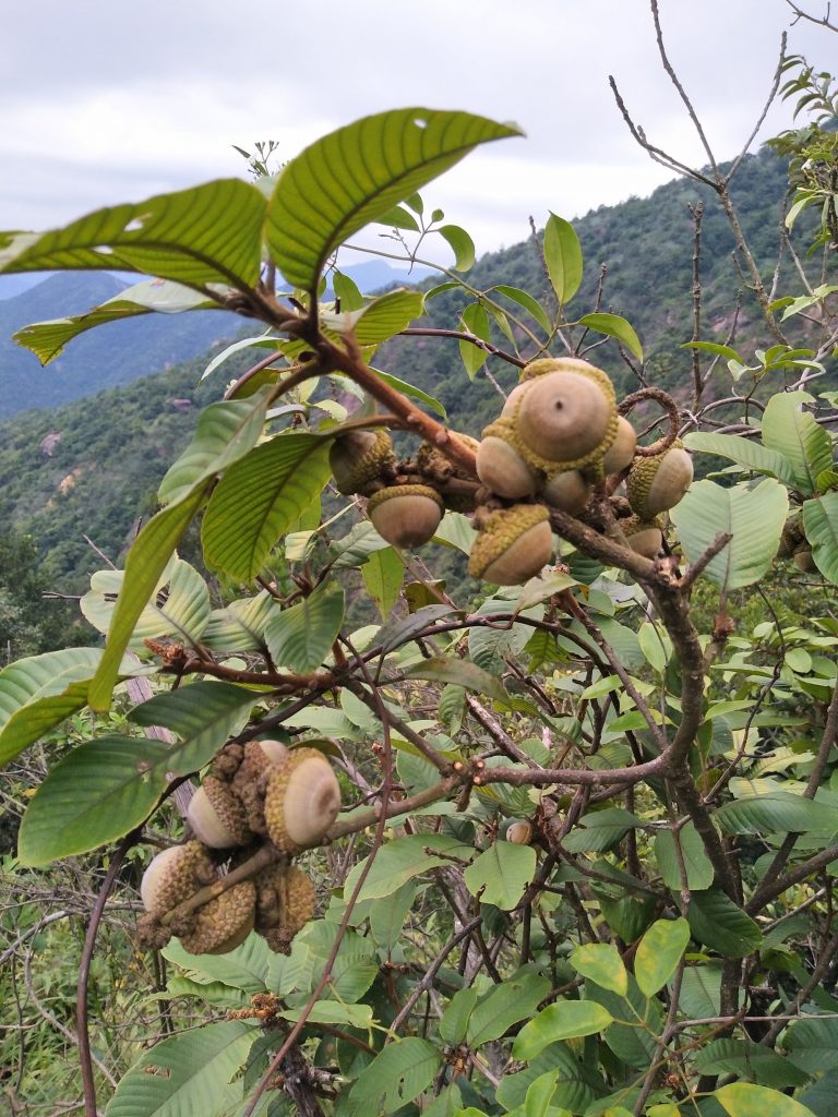 Lithocarpus pachylepis seed