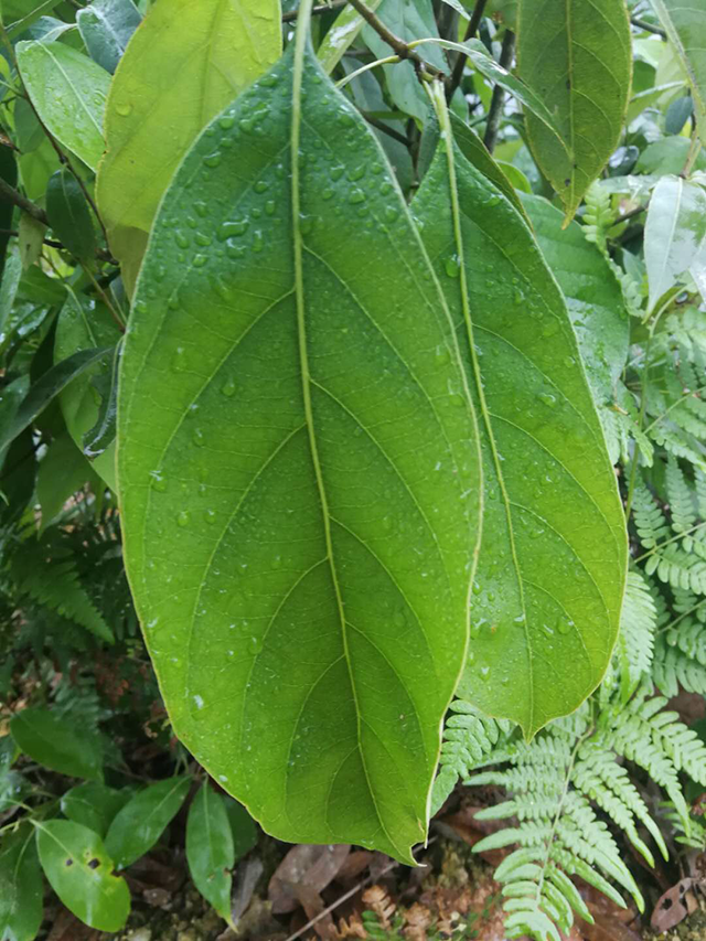Lithocarpus pachyphyllus seed