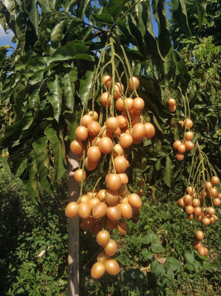 Clausena lansium (Wampee) seed