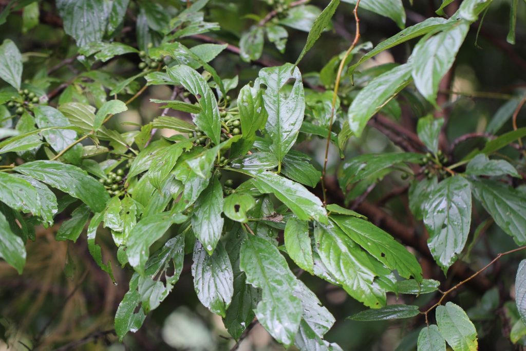 Rhamnus Purshiana  seed Frangula purshiana seed