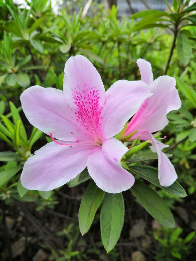 Rhododendron pulchrum seed
