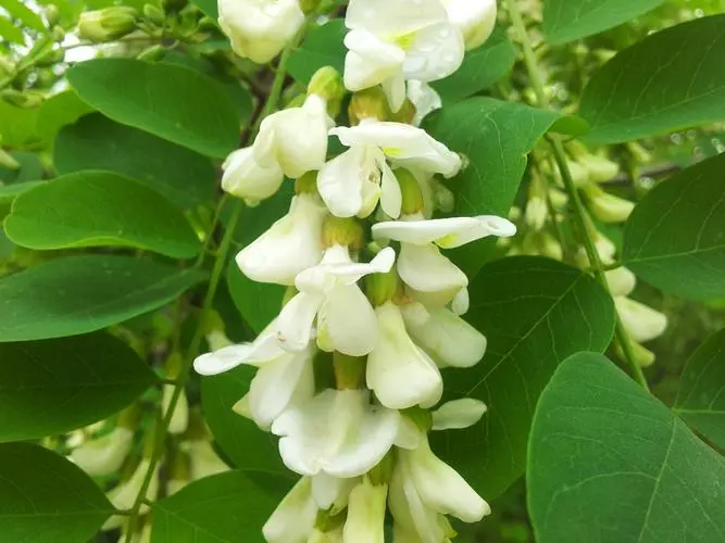 Robinia pseudoacacia seed