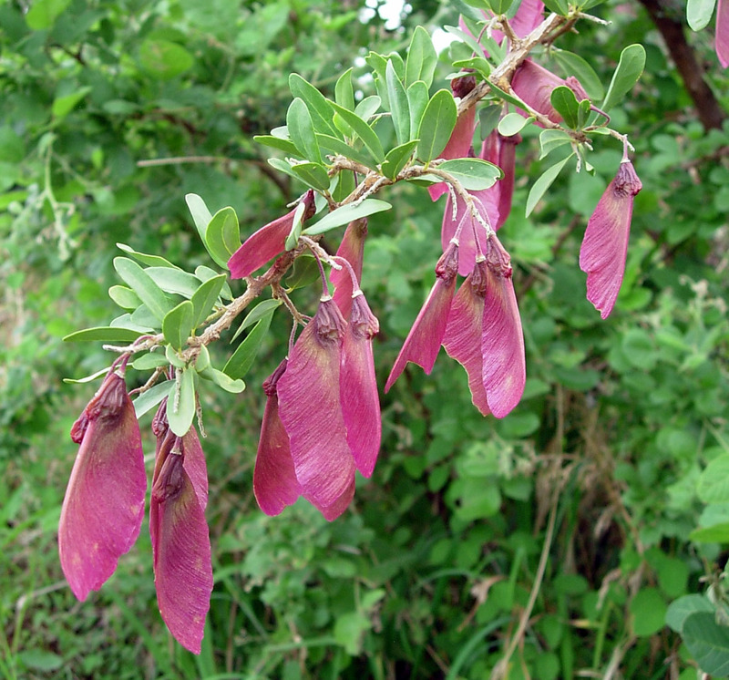 Securidaca longipedunculata seed