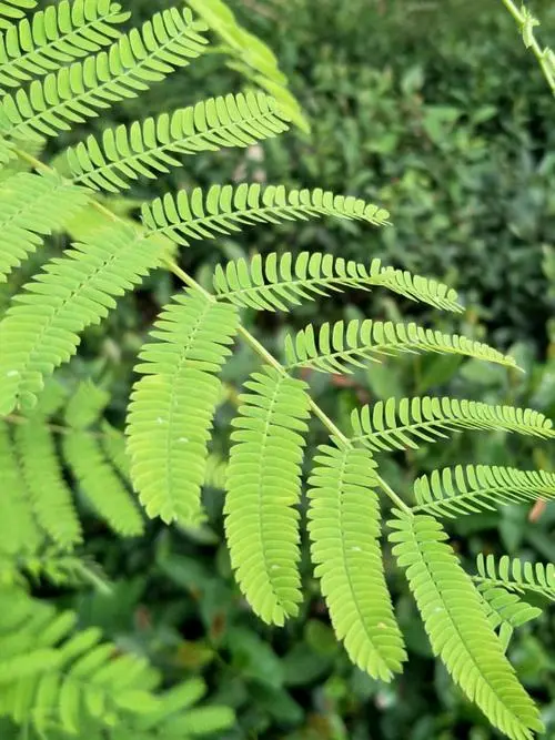 Senegalia berlandieri seeds(Acacia berlandieri seeds)