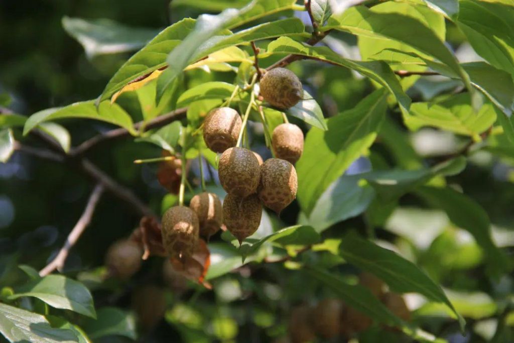 Sinojackia xylocarpa seed