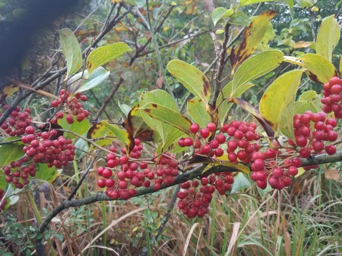 Smilax ornata seed   Smilax regelli seed