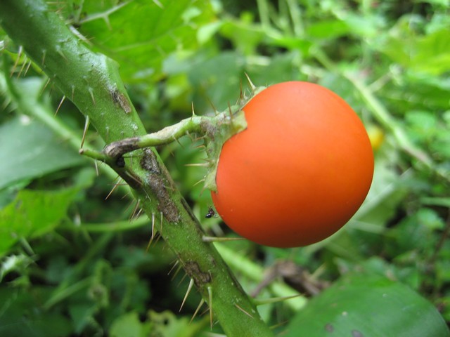 Solanum quitoense seed