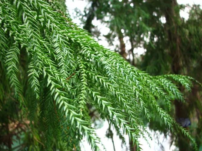 Taiwania flousiana seed