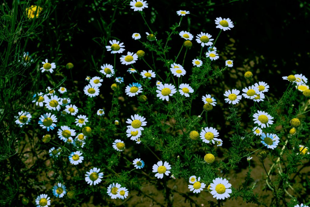 Tanacetum cinerariifolium seed