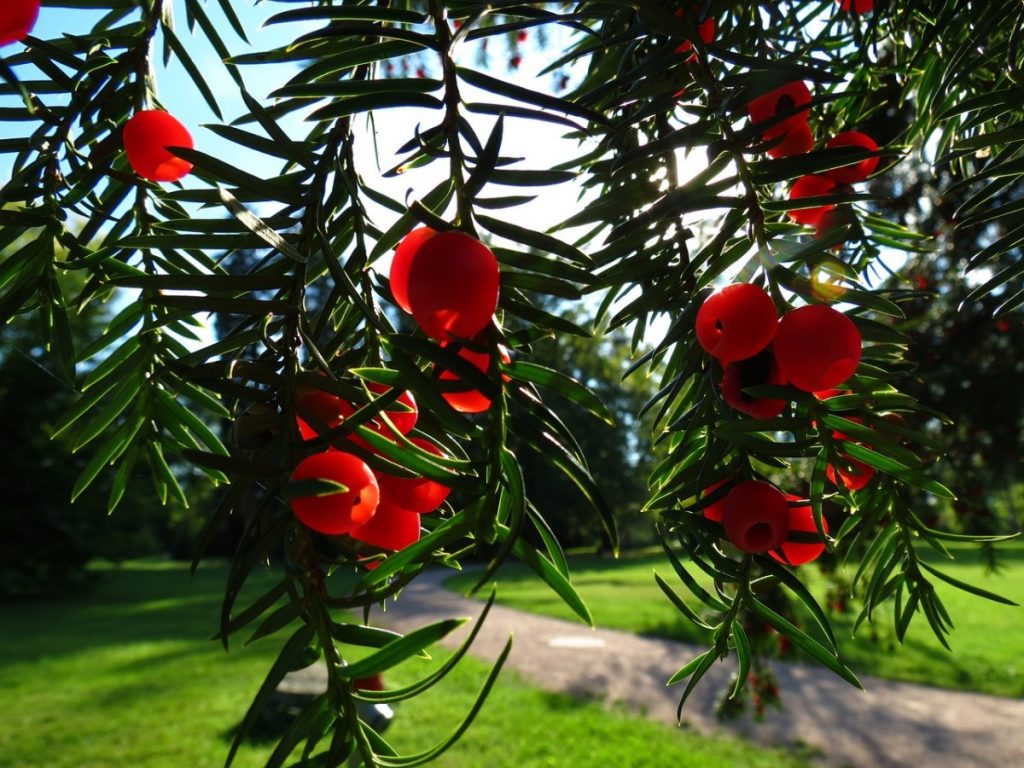 Taxus baccata seed